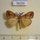 56259p Lymantridae Cifuna locuples Primorye $4