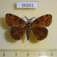 56261p Lymantridae Neocifuna jankowskii Primorye $6