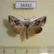 56262p Noctuidae Macdunnoughia purissima Primorye $6