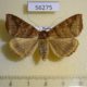 56275p Noctuidae Mocis anetta f Primorye $6