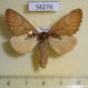 56276p Notodontiidae Spatalia dives f Primorye $7