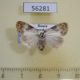 56281p Noctuidae Nolatripa lactaria Primorye $6