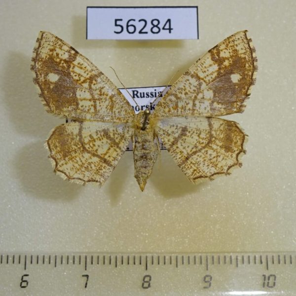 Geometridae Exangerona prattiaria f Primorye