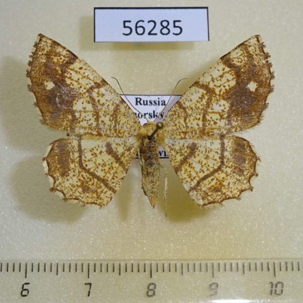 Geometridae Exangerona prattiaria f Primorye