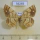 56285p Geometridae Exangerona prattiaria f Primorye $5