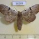 56289p Notodontiidae Lophocosma atriplaga f Primorye $7