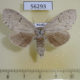 56293p Notodontiidae Cnetodonta grisescens f Primorye $7