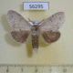 56295p Notodontiidae Cnetodonta grisescens Primorye $6