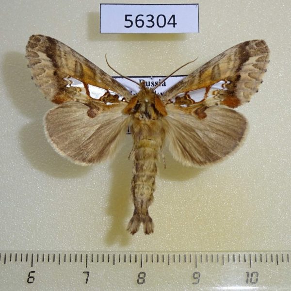Notodontiidae Spatalia doerrissi Primorye