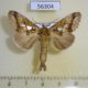 56304p Notodontiidae Spatalia doerrissi Primorye $6