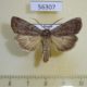 56307p Noctuidae Coenophila subrosea Primorye $7
