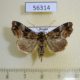 56314p Noctuidae Callopistria repleta Primorye $6