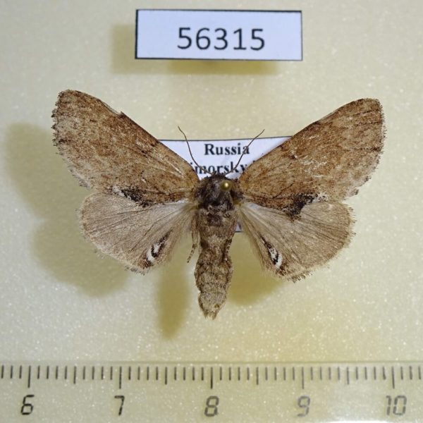 Notodontiidae Lophontosia cuculus f Primorye