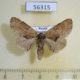 56315p Notodontiidae Lophontosia cuculus f Primorye $4