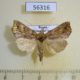56316p Noctuidae Polychrysia sica Primorye $15