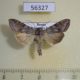56327p Noctuidae Cucullia humilis Primorye $10