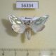 56334p Noctuidae Cucullia argentea Primorye $20