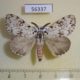 56337p Lymantridae Lymantria monacha Primorye $5