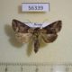 56339p Noctuidae Abrostola ussuriensis Primorye $6