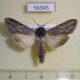 56345p Noctuidae Cucullia pustulata fraterna Primorye $9