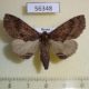 56348p Notodontiidae Ptilodon hoegei f Primorye $7