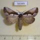 56349p Notodontiidae Nerice davidi f Primorye $7