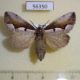 56350p Notodontiidae Nerice davidi f Primorye $7
