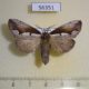 56351p Notodontiidae Nerice davidi f Primorye $7