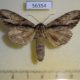 56354p Notodontiidae Shaka atrovittatus Primorye $6