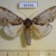 56356p Notodontiidae Peridea graeseri Primorye $7