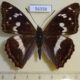 56358p Nymphalidae Apatura iris Krasnoyarsk reg. $7