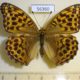 56360p Nymphalidae Argynnis paphia f Kazakhstan $7