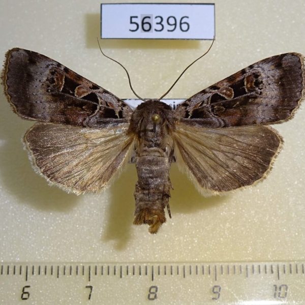 Noctuidae Xestia kollari Primorye