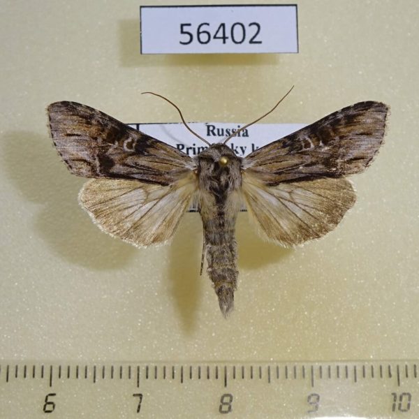 Noctuidae Cucullia perforata Primorye