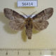 56414p Notodontiidae Semidonta biloba Primorye $6