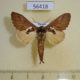 56418p Notodontiidae Spatalia dives Primorye $6