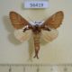 56419p Notodontiidae Spatalia dives Primorye $6