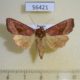 56421p Noctuidae Hydraecia mongoliensis f Primorye $7