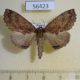 56423p Notodontiidae Ptilodon hoegei f Primorye $6