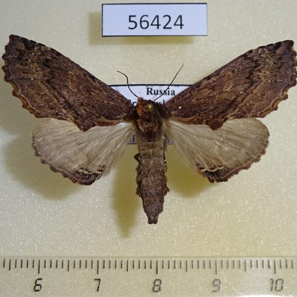 Notodontiidae Ptilodon hoegei f Primorye