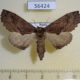 56424p Notodontiidae Ptilodon hoegei f Primorye $6