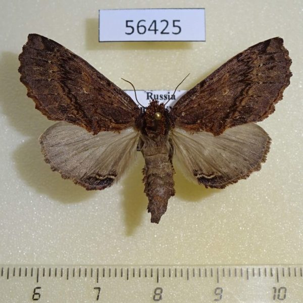 Notodontiidae Ptilodon hoegei f Primorye