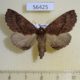 56425p Notodontiidae Ptilodon hoegei f Primorye $6