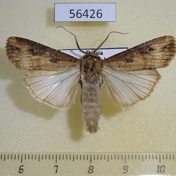 Noctuidae Agrotis ipsilon Primorye
