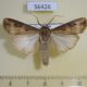 56426p Noctuidae Agrotis ipsilon Primorye $4