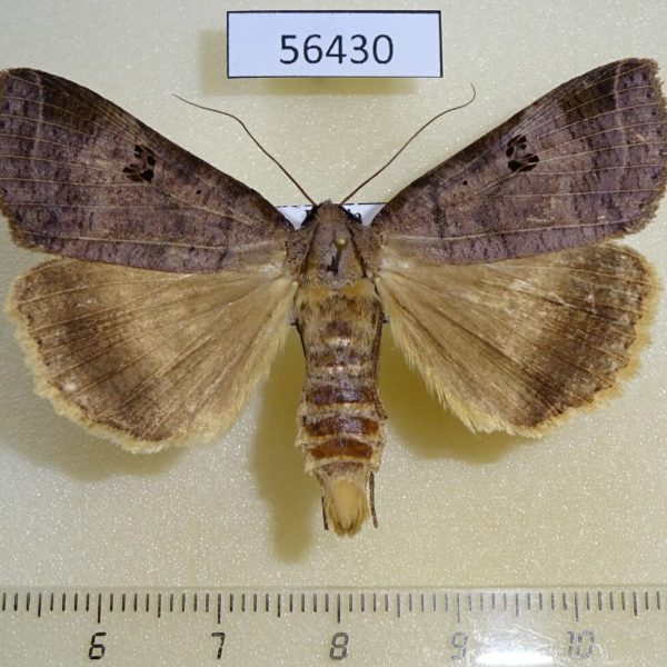 Noctuidae Lygephila maxima Primorye
