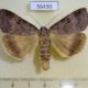 56430p Noctuidae Lygephila maxima Primorye $6