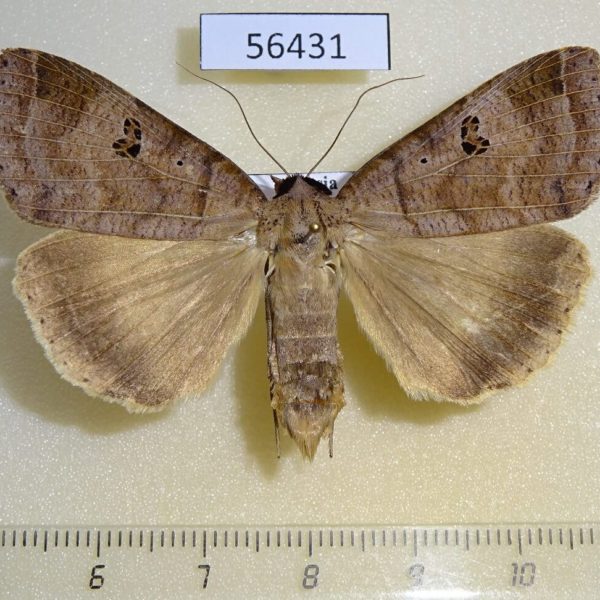 Noctuidae Lygephila maxima f Primorye