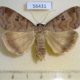 56431p Noctuidae Lygephila maxima f Primorye $7