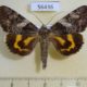 56436p Noctuidae Catocala deuteronympha Primorye $7